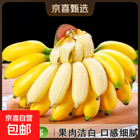 京喜加 新鲜现摘正宗小米蕉皇帝蕉小香蕉软糯可口水果宝宝蕉 4斤 带箱