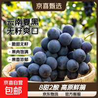 云南 高原无籽夏黑葡萄(8甜2酸爽口) 2斤礼盒装