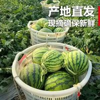 正宗 美都西瓜新鲜现摘 8-10斤