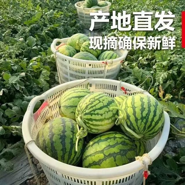 今日必买：正宗 美都西瓜新鲜现摘 8-10斤