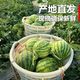 正宗 美都西瓜新鲜现摘 8-10斤