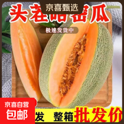 京喜 海南哈密瓜新鲜正宗沙地西州蜜25号 2-3斤1个瓜尝鲜装