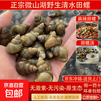 微山湖清水螺新鲜田螺螺蛳无泥无沙包 惊喜甄选-清水田螺(半斤) 250g 《包活不剪尾》