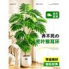 叹为观止 密叶猴耳环 自然美学 60-80cm 大型绿植