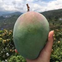 攀枝花 凯特芒 精品果 4.5斤装 特大果 单果400-600克