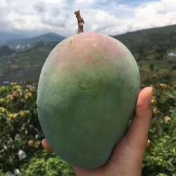 攀枝花 凯特芒 精品果 4.5斤装 特大果 单果400-600克