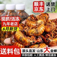 莲山九鲜 山东大号金蝉知了猴 生鲜冷冻生爬叉知了龟 非熟食烧烤食材冷链 大号金蝉200只装（新货）