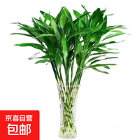 京东 富贵竹水培植物室内招财绿植插瓶插花净化空气办公桌面转运竹 富贵竹65cm10支