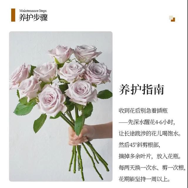 京东鲜花 玫瑰 20枝+10枝 云南基地直发 色