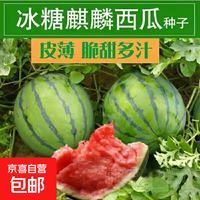 京喜自营-专用品牌 西瓜种子西瓜阳台盆栽农家田园瓜种大全各种各样 冰糖麒麟西瓜种子1包约50粒