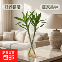 京喜 富贵竹水培植物好养易活懒人节节高礼物供佛 2枝60cm-70cm