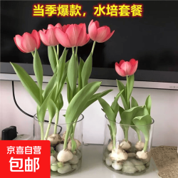 京喜 郁金香花卉荷兰进口多年生5度大种球百合室内外植物盆栽好养 1个郁金香种球颜色随机