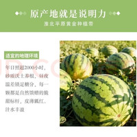 美都麒麟西瓜 新鲜现摘 10-12斤