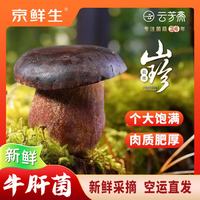 京鲜生 云南新鲜黑牛肝菌1200g单颗100g+特产鲜菌菇火锅食材源头直发