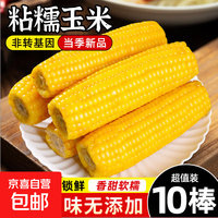 正宗东北真空甜糯玉米减脂火锅食材 黄糯玉米10根*220g 净重