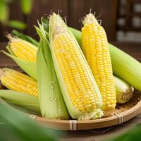 云南新鲜甜玉米 水果玉米 脆甜爆汁 可生食 5斤带箱