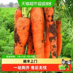 鲁香德 山东省胡萝卜 1000g