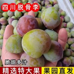 果领队 四川脱骨李新鲜水果当季爆甜脆甜半边红 5斤