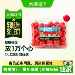 一颗大 樱桃番茄 一级果 甄选礼盒