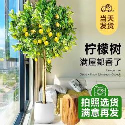 花财主 大型盆栽绿植 柠檬树鸭脚木发财树天堂鸟绿植室内客厅大盆栽 S级香水柠檬1.5-1.7米 含盆