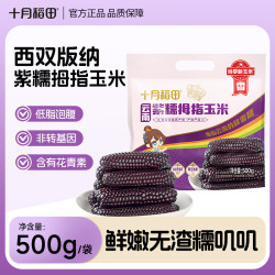 十月稻田 紫金拇指小玉米 当季新玉米