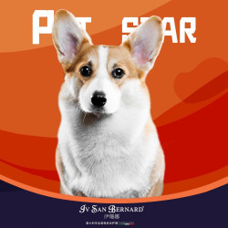 中型犬经典洗护套餐