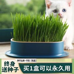 平替好物精选种猫新鲜改善清洁猫草猫猫猫咪背包玩具自嗨解闷神器