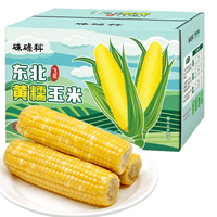 硃碌科 东北鲜食金银黄糯玉米 1.92kg 8穗装