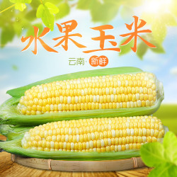 鲜然绿品 云南金银双色玉米 新鲜脆甜玉米棒子嫩包谷 5斤 单果250克+