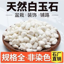 科万鸿 小白石子多肉铺面石头养花鹅卵石雨花石鱼缸造景盆栽 白石子