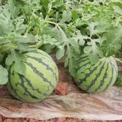 薄皮农家自种麒麟西瓜 脆甜沙瓤 6-8斤