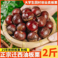 迁西 河北油板栗 2斤 大果 新鲜中秋节
