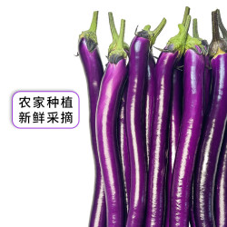 山东新鲜红线茄子现摘紫皮长茄子杭茄新鲜蔬菜现摘现发优质蔬菜 山东新鲜红线茄子 3斤