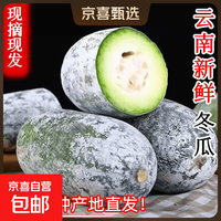 京东 云南新鲜香冬瓜挂霜小冬瓜毛冬瓜时令新鲜蔬菜整个 云南冬瓜 9斤 带箱净重8.8斤