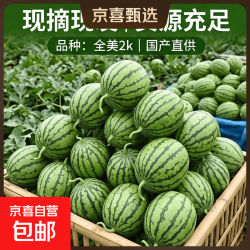 正宗当季新品冰淇淋小糖丸西瓜时令新鲜手剥2K小吊瓜 小糖丸西瓜1.5-2斤（1粒）