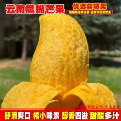 滇老头 云南鹰嘴芒黄皮芒果套袋甜心新鲜热带水果套袋生态果3-8斤包邮