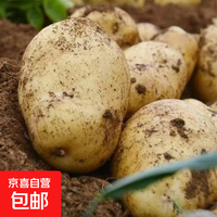 今年新鲜现挖黄皮黄心土豆洋芋马铃薯农家蔬菜产地直发直播间蔬菜 净重5斤装 中大果