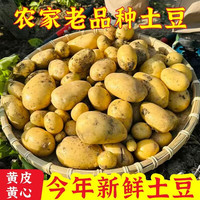 淘工厂 贵州农家蔬菜 黄皮黄心土豆 洋芋新鲜高山特产新洋芋马铃薯
