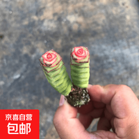京喜 多肉植物彩色钱串盆栽办公室内桌面花卉好养活美观带盆带土 彩钱串小苗 1棵