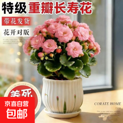 京喜 稀有长寿花盆栽金狐狸大花重瓣四季开花室内外花卉绿植 小苗1颗 基地培育盆