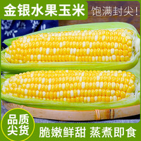 言片光 云南金银水果玉米 9斤