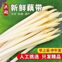 洪湖农家 湖北新鲜藕带 3斤