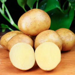 京喜自营-专用品牌 今年当季山东新鲜土豆黄心黄皮马铃薯黄心蔬菜 黄皮黄心土豆 2斤 净重 小果