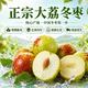 京觅 脆甜大荔冬枣 净重3斤 单果12g+ 现摘现发 生鲜水果 源头直发