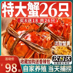 蟹鸿祚 江苏 淮安 大闸蟹 16只 母蟹 890g