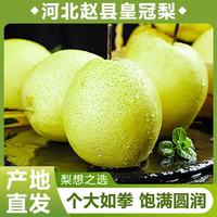 河北赵县2026新绿皇冠梨 生鲜水果 产地直发 带箱5斤