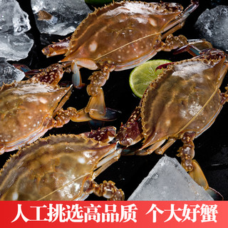 吕洞宾 东海野生梭子蟹 生鲜海螃蟹