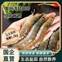 正宗盐田虾大连海鲜特产复州湾盐田虾鲜活速冻大虾急速锁鲜 复州湾盐田虾 1500g(净重)
