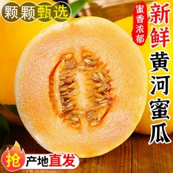 汇果康 甘肃民勤黄河蜜甜瓜 3斤 脆甜多汁
