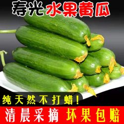 千禧颂 Millennium Song 千禧颂 山东水果黄瓜 4.5斤